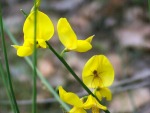 un intruso nel fiore, di sandy89