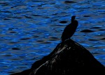 IL CORMORANO  ------ Dedicata ad inimis, di selenina