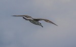 volo planare, di peppuccio