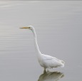 airone bianco, di peppuccio