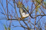 cardellino in volo, di peppuccio