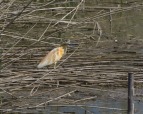 Sgarza ciuffetto (Ardeola ralloides), di Loriz