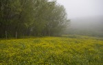 paesaggio immerso nella nebbia, di peppuccio