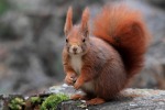 scoiattolo rosso, di fdzulu