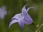 campanula, di danguful