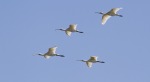 spatole in volo, di peppuccio