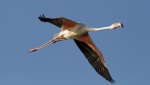 fenicottero in volo, di peppuccio