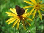 il giallo piace anche a me..., di robyvenice