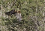 il falco, di peppuccio