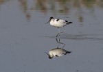 avocetta, di peppuccio