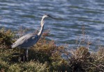 airone cinerino, di peppuccio