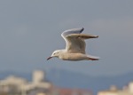 gabbiano, di peppuccio