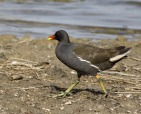 gallinella d'acqua, di peppuccio