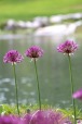 i tre fiori, di robyvenice