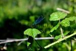 Orthetrum cancellatum, di ga.mele