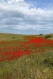 la route en rouge, di lfmorrone