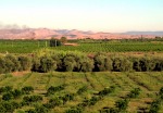 CAMPAGNA  SICULA, di selenina