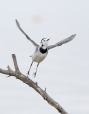 ballerina in volo, di peppuccio