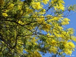 PRIMAVERA  SICILIANA IERI MATTINA, di selenina