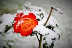 Rosa e neve, di Mirea-guns