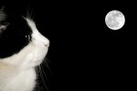 "Stregatto" dalla Luna, di elloello