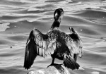 IL CORMORANO TIMIDO, di selenina