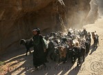 pastorizia nel deserto