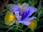 IRIS, di selenina