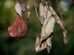 Natura morta, di renzovetturelli