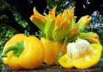 edible summer yellow, di isabpn