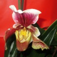 paphiopedilum, di isabpn