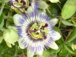 passiflora, di aaaaa