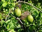 VERDELLI DI SICILIA, di selenina