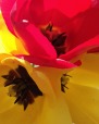 Tulipani, di Giovanna-La-Pazza