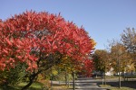 colori dell'autunno, di Stefano65