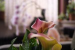 calla, di Stefano65