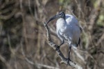 Ibis sacro, di inimis