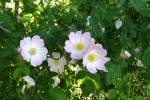 Rosa canina, di Nevilas70