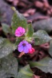 la pulmonaria, di Nevilas70