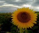 Girasole, di Nevilas70