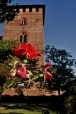 la rosa e il castello, di Nevilas70