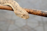 Vipera del Deserto - Marocco